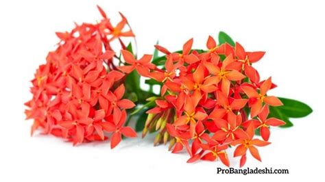 Flowers are an integral part of many special occasions. Flowers of Bangladesh - Pro Bangladeshi