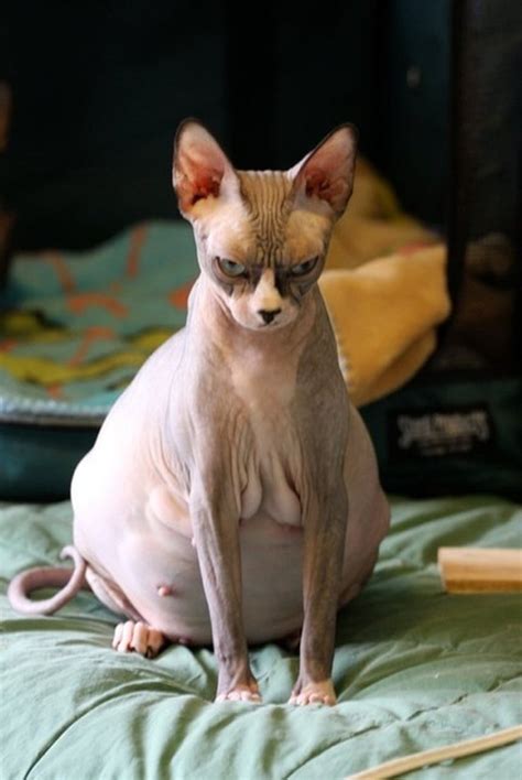 Maybe you would like to learn more about one of these? 11 Cats So Pregnant You Just Can't Look Away | Cuteness