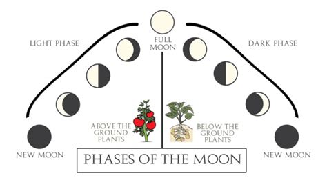 Gardening By The Different Moon Phases Nspirement