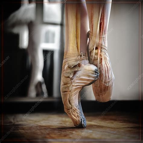 ballet dancer s foot illustration stock image c049 4967 science photo library