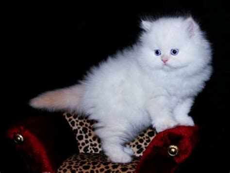 The cost of the persian cat depends on their color and its hybrid and in india minimum cost is 8,000 to maximum 25,000. Teacup Persian Kittens : Biological Science Picture ...