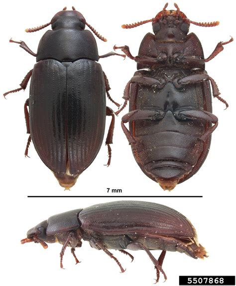Lesser Mealworm Alphitobius Diaperinus Coleoptera Tenebrionidae 5507868