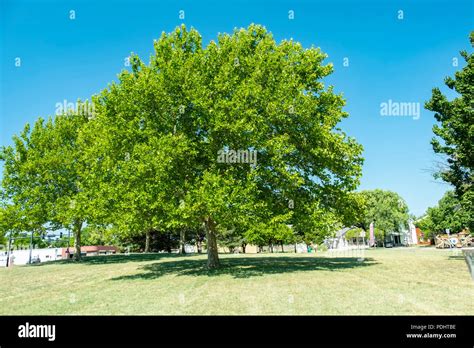 American Sycamore Platanus Occidentalis Hi Res Stock Photography And