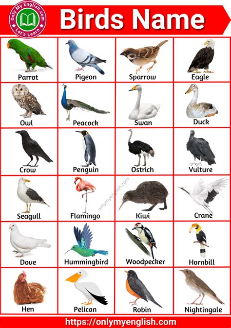Birds Images With Names In Tamil