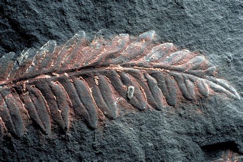 Fern Fossil Photograph By Theodore Clutter Fine Art America
