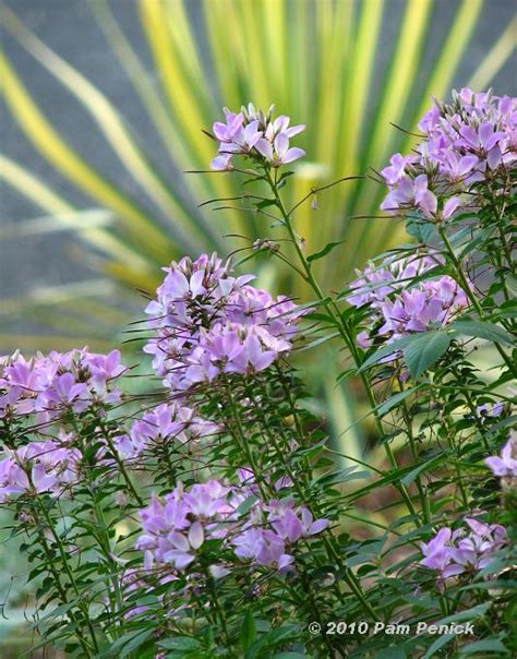 However, it loves to drop seeds everywhere so watch out! Garden Designers Roundtable: Gardening with Deer in ...