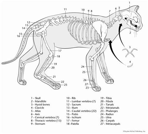 Animal Anatomy Coloring Book Awesome Animal Anatomy Pages Print Outs