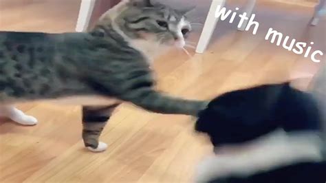 Cat Slaps Another Cat Youtube