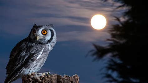 Night Owl Moon Hd Wallpaper Desktop Wallpapers 4k High Definition