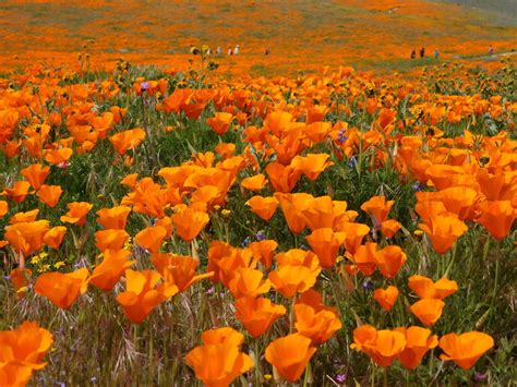 Antelope Valley Poppy Reserve Super Bloom 2019 Backyard Destinations