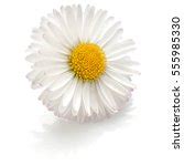 Daisy Flower White Background Free Stock Photo Public Domain Pictures