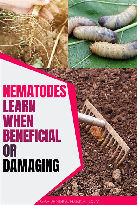 Since ants are tiny, they can find thousands of tiny doorways into your residence. Nematodes: Good or Bad in the Garden | Growing vegetables ...