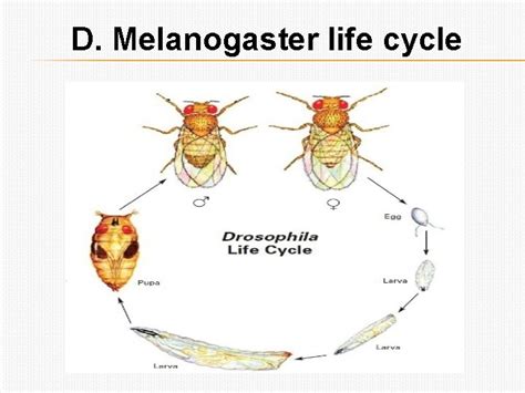 drosophila melanogaster in genetics outline d melanogaster definition