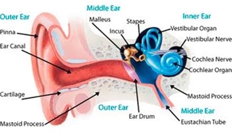 Use the crossword q & a community to ask for help. health-guide: Ear pain after the flight