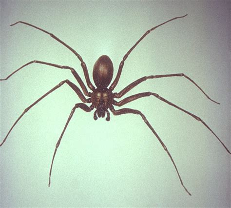 Public Domain Picture This Is A Dorsal View Of A Brown Recluse Spider