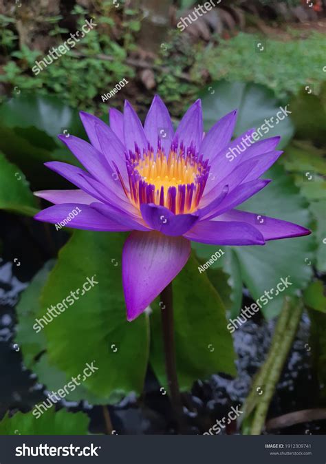 Blue Water Lily National Flower Sri Stock Photo 1912309741 Shutterstock