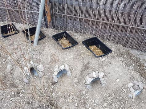 Underground Rabbit Colony Burrows Rabbit Farm Rabbit Shed Outdoor