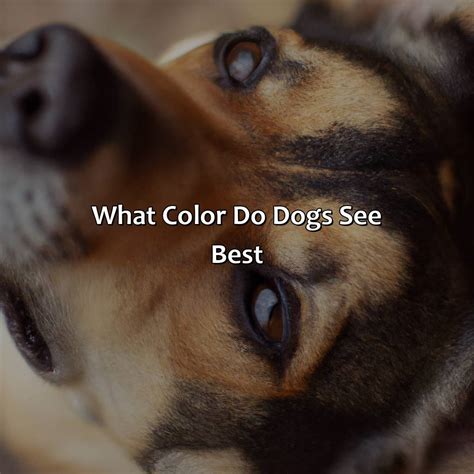 What Color Do Dogs See Best