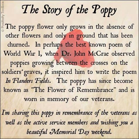 The Story Of The Poppy Herbs And Oils Memorial Day Poppies Veterans
