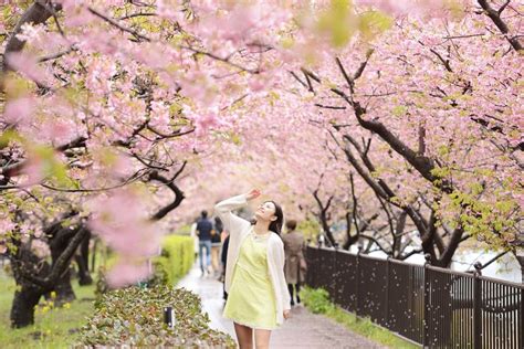 The Season Of Cherry Blossoms Has Arrived！ Lets Go To Kawazu Cherry