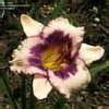 All daylilies, re, sev, tet tags: Daylily Hemerocallis 'Blueberry Sundae'