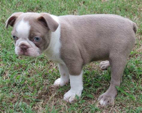 Puppies for sale near memphis, tennessee. Boston Terrier puppy dog for sale in Memphis, Tennessee