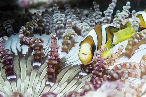 Clark S Anemonefish Photograph By Georgette Douwma Science Photo Library Pixels