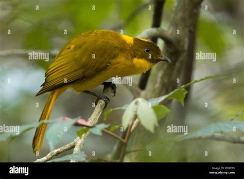 Golden Bowerbird Prionodura Newtoniana Stock Photo Alamy