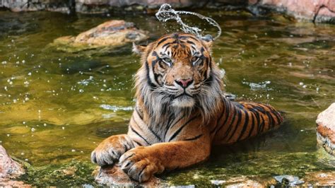 43 Tiger In Water Wallpaper Wallpapersafari