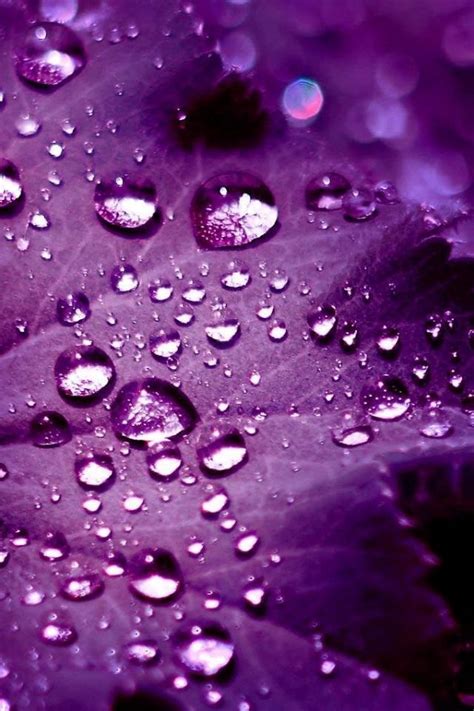 Wallpaper Hd Purple 77 Pictures Of Purple Wallpapers On