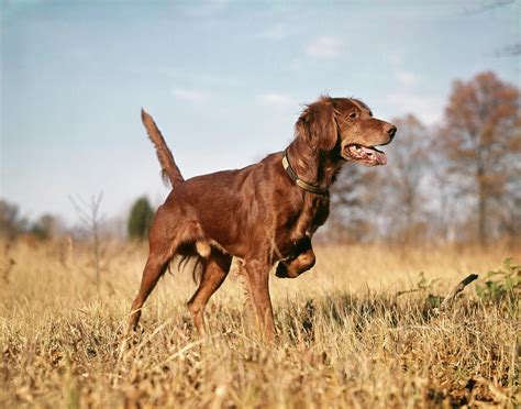 1960s Irish Setter Hunting Dog On Point Photograph by Vintage Images