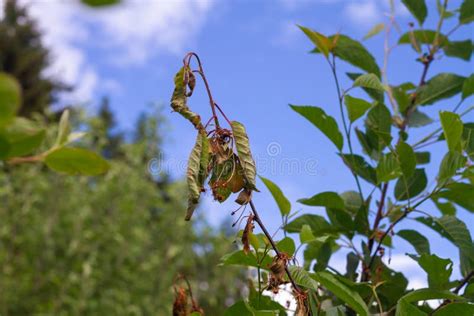 Fungal Disease Moniliosis On Cherry Withered Leaves And Shoots On The