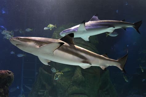 See Sharks Sea Life Manchester Aquarium