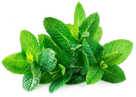 Do You Know About The 40 Healing Properties Of Mint Vegetable