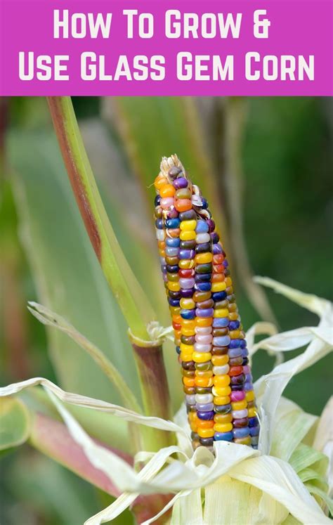 This Is Such A Beautiful Corn Try Growing It In Your Garden This Year