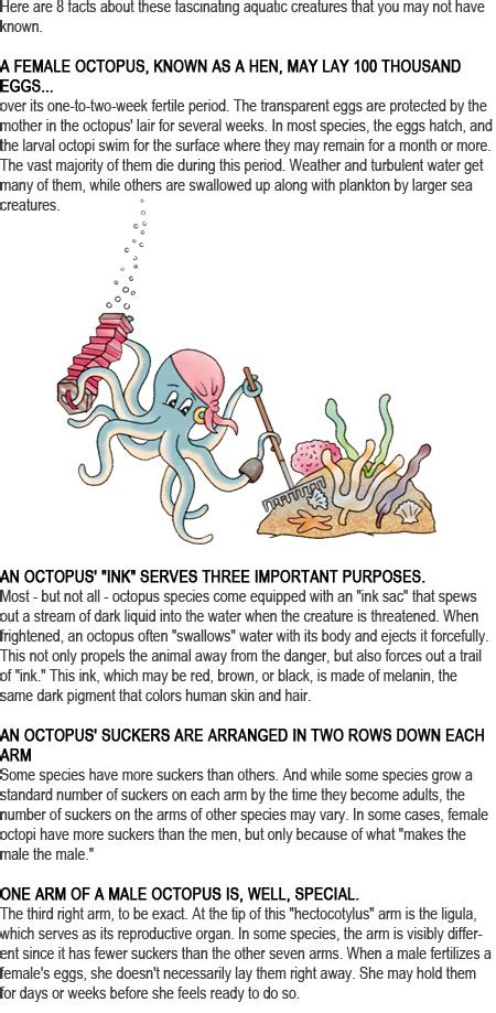 Octopus Facts For Kids Childhood Education