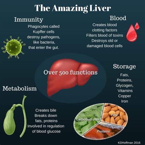 What Is The Impact On The Liver Doctor Bob Posner