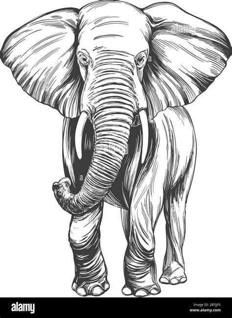 Elephant Hand Drawn Vector Illustration Realistic Sketch Stock Vector