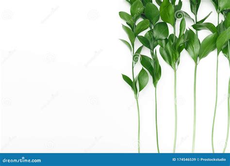 Frame Of Fresh Green Leaves Isolated On White Background Stock Image
