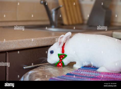 Easter Bunny Snow White Blue Eyed Rabbit Stock Photo Alamy
