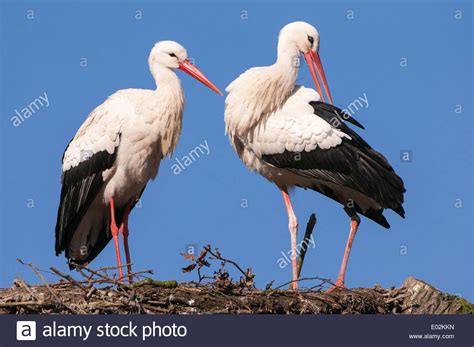 White Storks Hi Res Stock Photography And Images Alamy