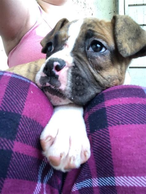 Full Blooded Boxer Puppies In Florence South Carolina