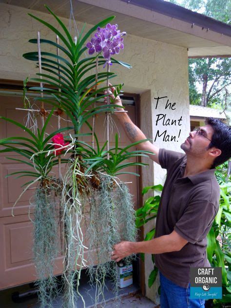 Vanda Plant Man  2592×3456 Orchideen Garten Orchideen Pflege