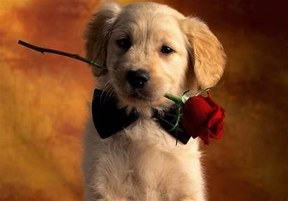 Boy Romantic Dog Wallpapers Dogs Retriever Labrador