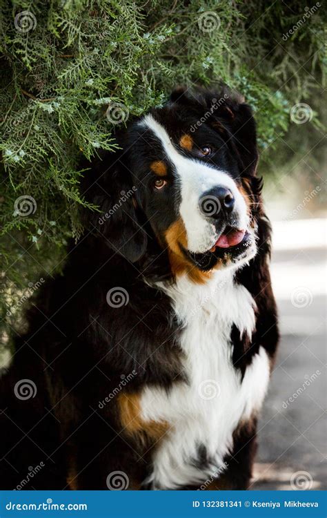 Funny Portrait Bernese Mountain Dog Coniferous Tree On Background