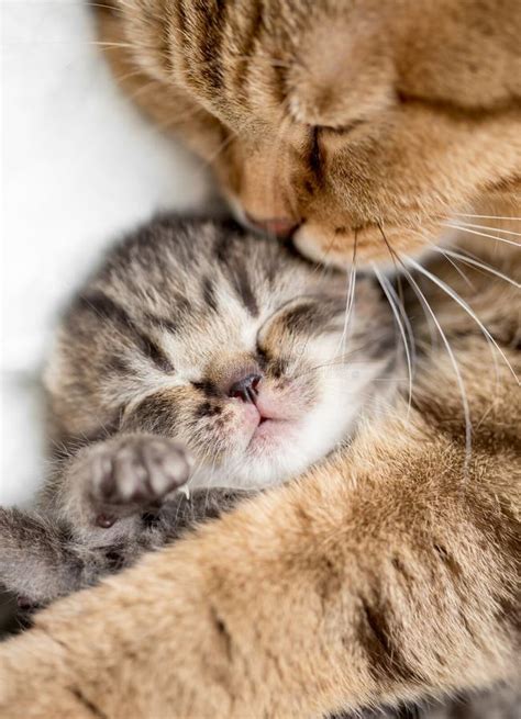 Mother Cat Hugging Kitten Stock Photo Image Of Baby 35665616