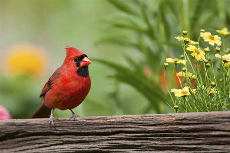 How To Attract Cardinals To Your Yard