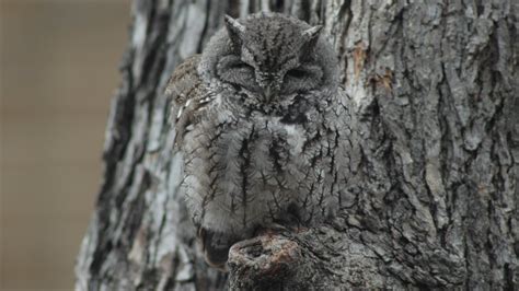 10 Extraordinary Camouflaged Animals Unbelievable Facts