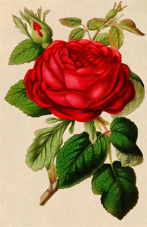 Vintage Graphic Beautiful Red Rose Vintage Roses Vintage Flowers