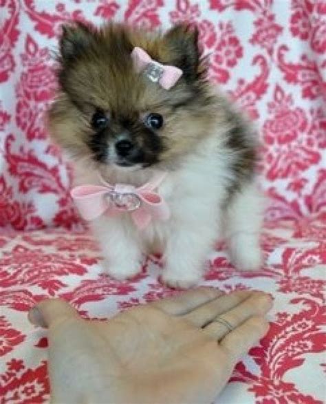 Pomeranian Yorkie Mix Puppies For Sale In Michigan Pets Lovers